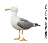 Sea gull  isolated on white...