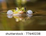 Frog With Bloated Vocal Sacs