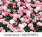 Carnation flower seedlings, Dianthus 'I love you'