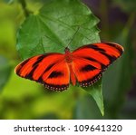 Red Butterfly On The Leaf