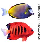 Tropical Exotic Fish Isolated...