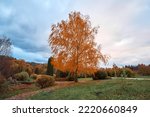 Birch tree with yellow leaves...