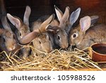 Feeding Rabbits On Animal Farm...
