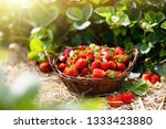 Strawberry field on fruit farm. Fresh ripe organic strawberry in white basket next to strawberries bed on pick your own berry plantation.