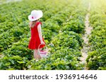 Small photo of Child picking strawberry on fruit farm field on sunny summer day. Kids pick fresh ripe organic strawberry in white basket on pick your own berry plantation. Little girl eating strawberries.