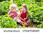Small photo of Kids picking strawberry on fruit farm field on sunny summer day. Children pick fresh ripe organic strawberry in white basket on pick your own berry plantation. Boy and girl eating strawberries.