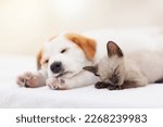 Small photo of Cat and dog sleeping together. Kitten and puppy taking nap. Home pets. Animal care. Love and friendship. Domestic animals.