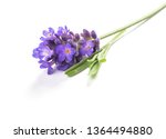 Lavender Flower Isolated On...