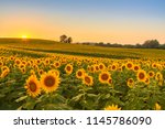 Sunflower Field In The Midwest...