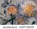 Blue and yellow peonies on a gray background, pastel colors, floral background, studio shot.