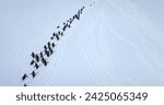 Small photo of Big colony Gentoo penguins run snow aerial view. Explore wildlife in Antarctica. Beauty of wild animals life and untouched nature on South Pole. Aerial drone flight above Antarctic birds migration