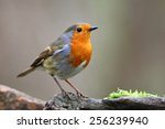 Robin Bird On Branch