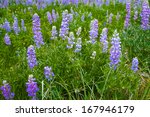 Countless silver lupine grows in the high country of America's Rocky Mountains