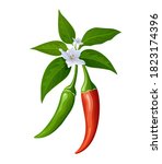 peppers red and green fresh... | Shutterstock .eps vector #1823174396