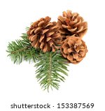 Pine Cones With Branch On A...