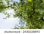 Small photo of soft green needles on larch in spring, close-up of branches and needles of larch in sunny weather