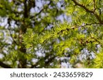 Small photo of soft green needles on larch in spring, close-up of branches and needles of larch in sunny weather