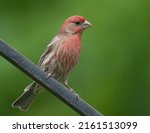 Closeup profile of the rosy-colored male house finch against muted green background
