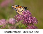 Monarch Butterfly  Danaus...