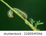 Lepidoptera Larvae In The Wild  ...