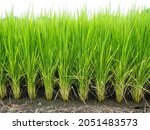 Small photo of Rice farm- Rice field- Rice paddy,rice pants Rice paddy