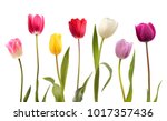 Set of seven different color tulip flowers isolated on white background