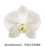 Beautiful White Orchid Flower...
