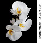 White Orchids Flowers On A...
