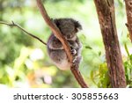 Sleeping Koala On Eucalyptus...