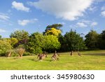 Australian Kangaroos On Grass