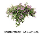 Purple Flower Vine  Bush Tree...