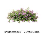 purple flower vine  bush tree isolated tropical Colorful floral plant on white background with clipping path
