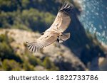 Andean Condor Flying Over The...