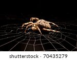 Garden Spider On A Silver Web