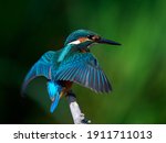 The Common Kingfisher  Alcedo...