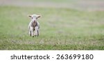 Cute Lambs On Field In Spring