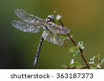 Dragonfly Outdoor On Wet...