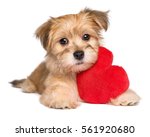 Lover Valentine Havanese Puppy...
