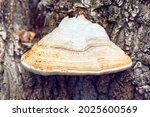 Tree Bracket Fungus . Fungi...