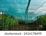 Green netting in the garden. The netting is used to protect plants from pests