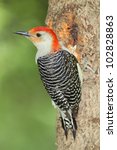 Male Red Bellied Woodpecker ...