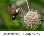 Snowberry Clearwing Moth ...