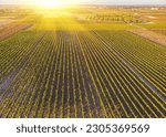 Aerial view of a vineyard...