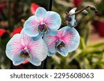 Small photo of Blooming beautiful phalaenopsis orchid in a greenhouse, orchid painted in an unnatural color