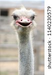 African Ostrich Funny Face