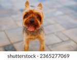 cute Yorkshire Terrier on the background of paving slabs. walks with pets.