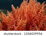 Harpoon weed red algae Asparagopsis armata underwater in the Mediterranean sea, Spain