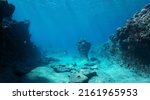 Small photo of Rocky ocean floor, natural underwater seascape in the Pacific ocean, French Polynesia