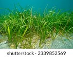 Eelgrass seagrass, Zostera marina, underwater in the Atlantic ocean, natural scene, Spain, Galicia