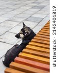 a stray dog lies on the... | Shutterstock . vector #2142401819